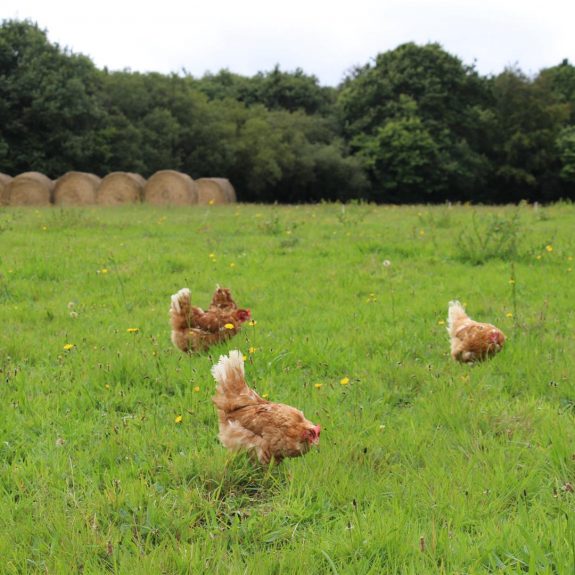 Ferme de Kermarie poules parcours